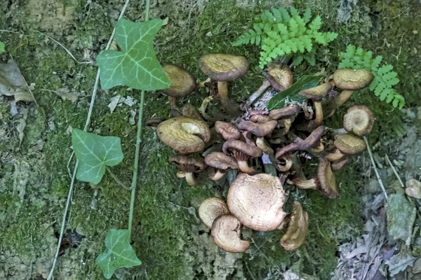 Champignon Toxique Sauvage Dans Nature — Photo