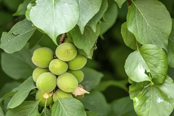 Primer Plano Albaricoque Frutas Verdes Crudas Hojas Naturaleza — Foto de Stock