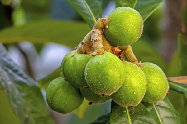 Vicino Loquat Frutti Alberi Natura — Foto Stock