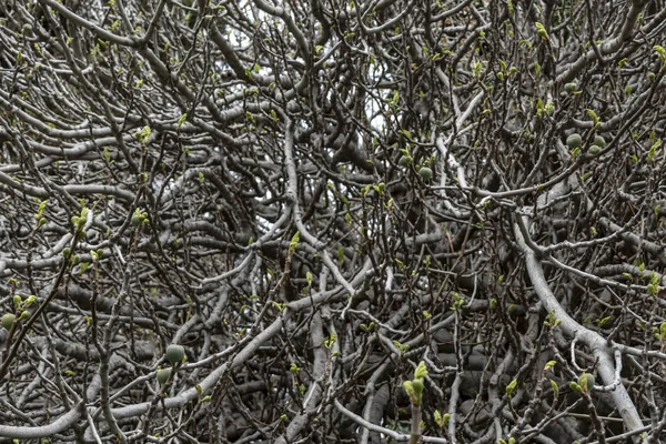 Närbild Fikonträd Frukter Och Grenar Naturen — Stockfoto