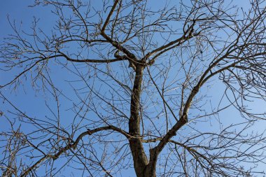 Kışın yapraksız ağaç ve mavi gökyüzü