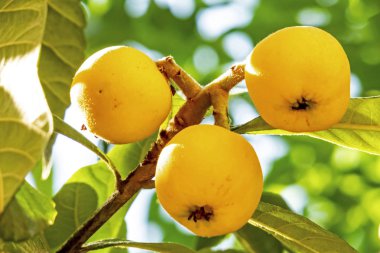 doğada loquat meyve ve ağaç kadar yakın