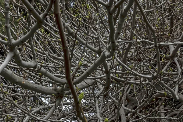 Bliska Drzewo Figowe Owoce Gałęzie Przyrodzie — Zdjęcie stockowe