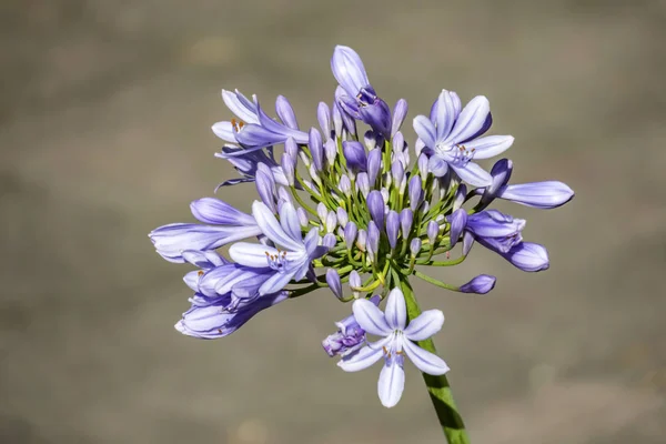 Gros Plan Fleur Lys Africaine Dans Nature — Photo