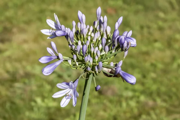 自然の中でアフリカのユリの花をクローズアップ — ストック写真