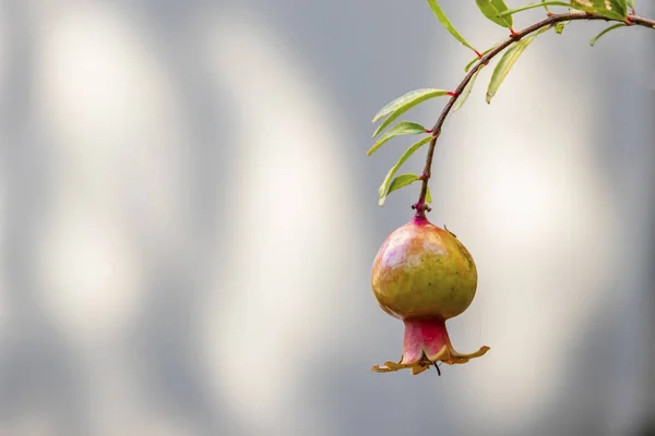 Granatäpfel Aus Nächster Nähe Auf Baumbänken Grüner Natur — Stockfoto
