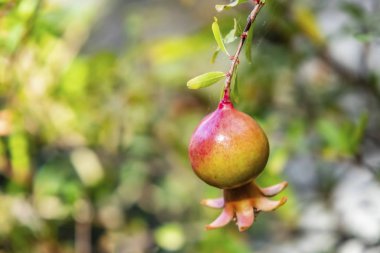 yeşil doğada ağaç banches üzerinde nar kadar yakın.