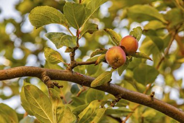 Rowanberry ağacını ve doğadaki meyveleri kapatın.