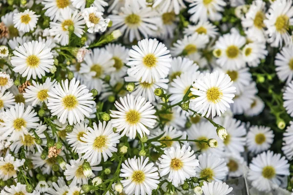 Közeli Margaréta Virágok Természetben — Stock Fotó