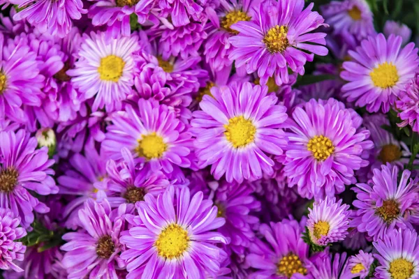 Doğadaki Papatya Çiçeklerini Kapat — Stok fotoğraf