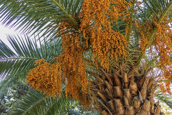 Пальмы Тугими Гроздьями — стоковое фото