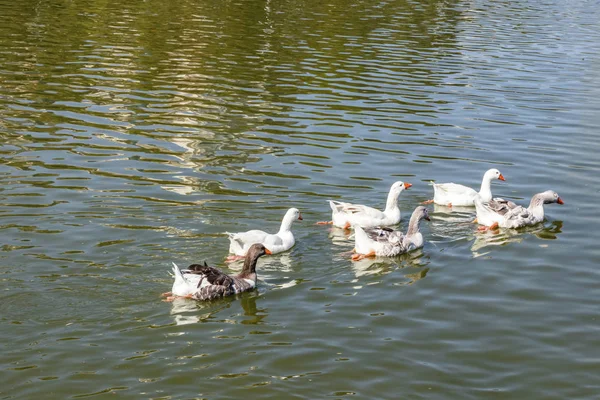 Kaczki Pływające Stawie Naturze — Zdjęcie stockowe