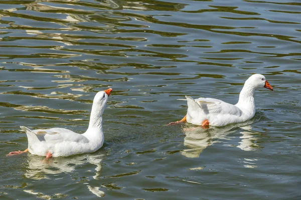 Enten Treiben Der Natur Teich — Stockfoto