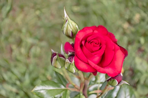 Röd Ros Och Knoppar Med Gröna Blad Naturen — Stockfoto