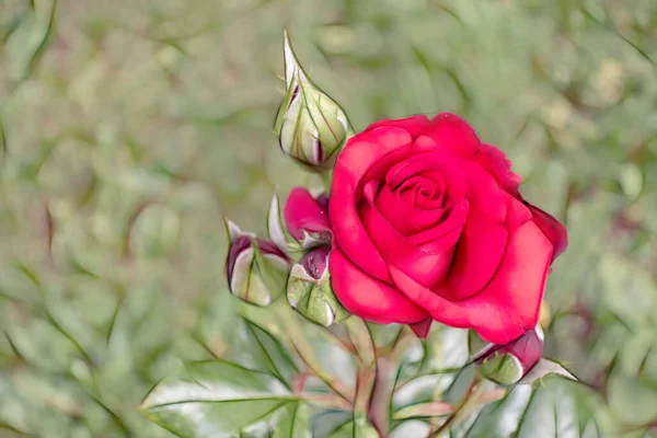 Rosa Roja Brotes Con Hojas Verdes Naturaleza — Foto de Stock