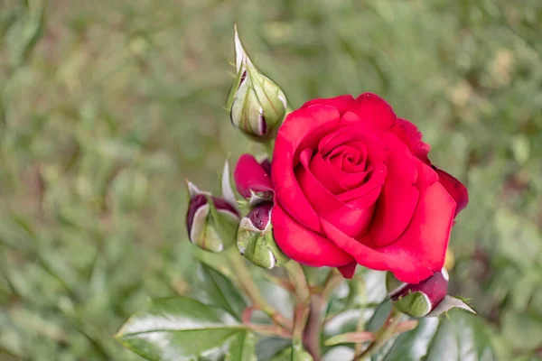 红玫瑰和有绿叶的芽 — 图库矢量图片