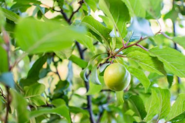 yeşil erik ve ağaç dallarında yapraklar