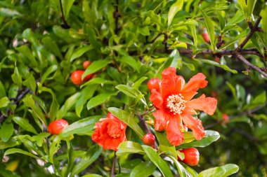 Nar çiçeklerini ve yeşil yaprakları doğada kapatın.