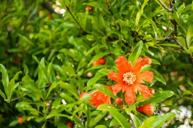 Nar çiçeklerini ve yeşil yaprakları doğada kapatın.