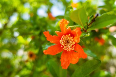 Nar ağacını ve yeşil yapraklı çiçekleri kapat.