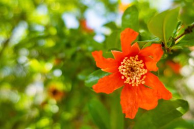 Nar ağacını ve yeşil yapraklı çiçekleri kapat.