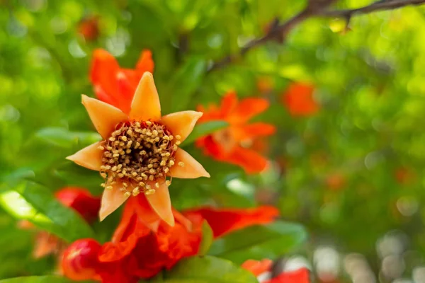Zbliżyć Drzewo Granatu Kwiaty Zielonymi Liśćmi Przyrodzie — Zdjęcie stockowe