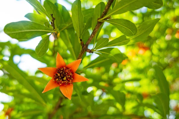 Fechar Romã Árvore Flores Com Folhas Verdes Natureza — Fotografia de Stock