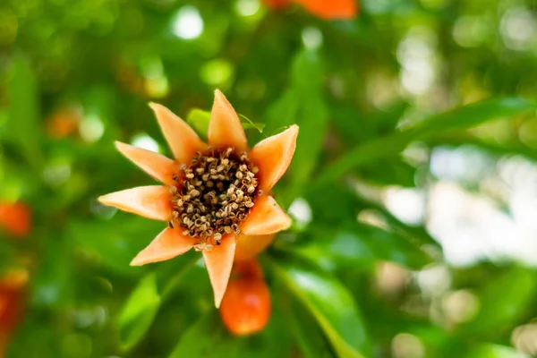 Närbild Granatäpple Träd Och Blommor Med Gröna Blad Naturen — Stockfoto