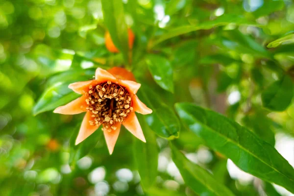 Närbild Granatäpple Träd Och Blommor Med Gröna Blad Naturen — Stockfoto