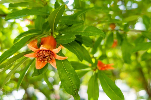 Nahaufnahme Granatapfelbaum Und Blüten Mit Grünen Blättern Der Natur — Stockfoto