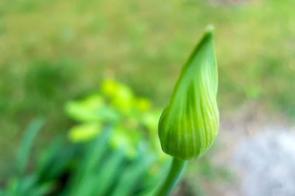 Κλειστό Μπουμπούκι Λουλούδι Στη Φύση — Φωτογραφία Αρχείου