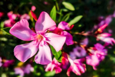 Zakkum bitkisi ve çiçekler doğada