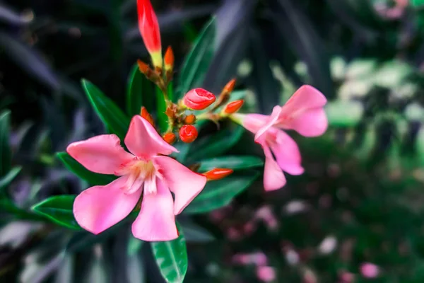Oléandre Plante Fleurs Dans Nature — Photo
