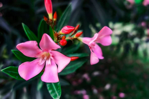 Oleander Növény Virágok Természetben — Stock Fotó