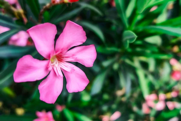 Oleander Növény Virágok Természetben — Stock Fotó