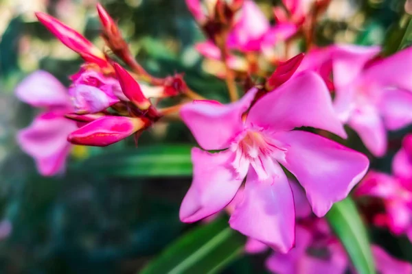 Oleander Növény Virágok Természetben — Stock Fotó