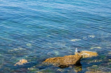 Deniz kenarındaki kayalıklar ve yosunlar