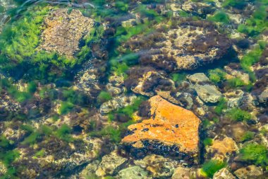 Deniz kenarındaki kayalıklar ve yosunlar