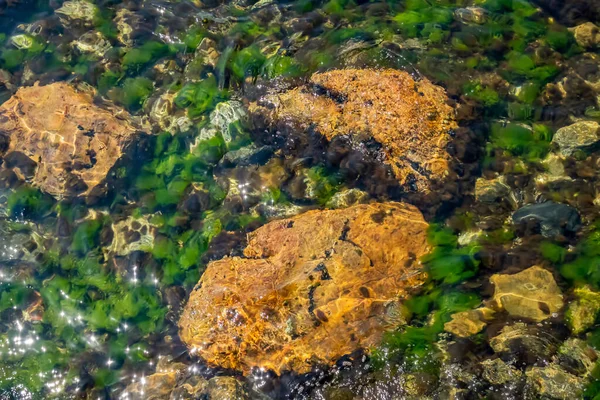 Приморские Скалы Водоросли — стоковое фото