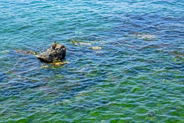 Kustklippor Och Alger — Stockfoto