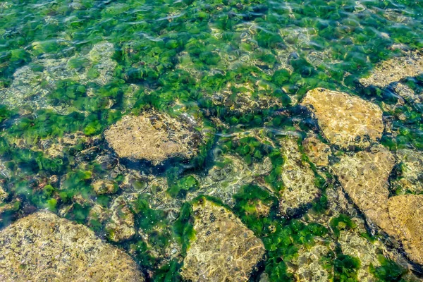 Nadmorskie Klify Wodorosty Morskie — Zdjęcie stockowe