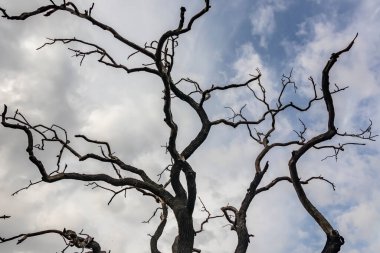 Ağaç dalları siluetini kapat