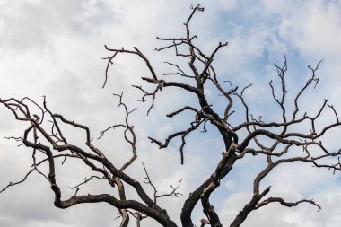 Ağaç dalları siluetini kapat