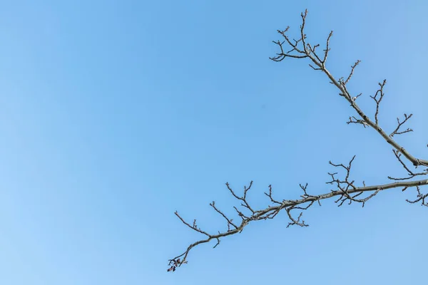 Fermer Les Branches Des Arbres Silhouette — Image vectorielle