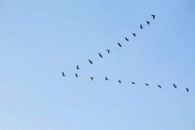 Gökteki göçmen kuşlar