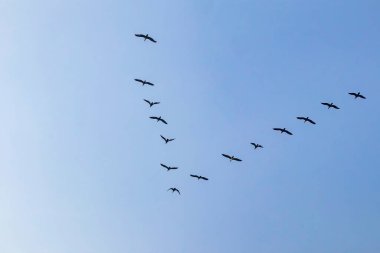 Gökteki göçmen kuşlar