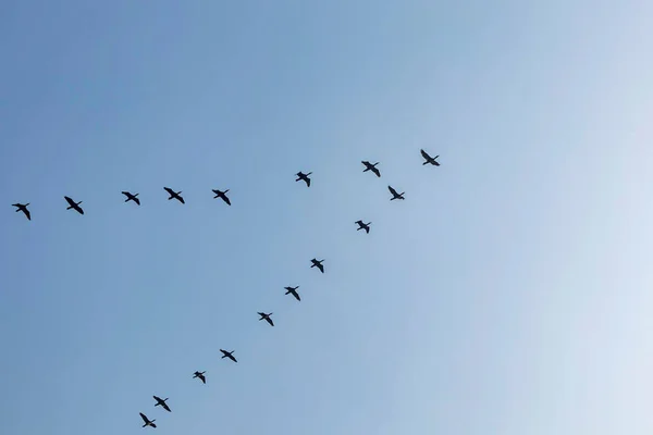 Gökteki göçmen kuşlar