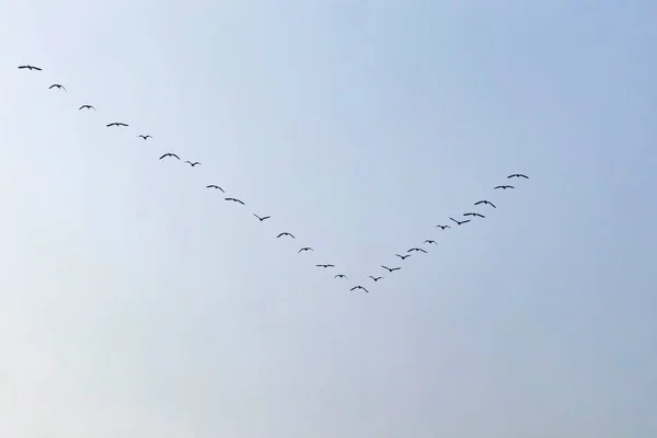 Aves Migratórias Céu — Vetor de Stock