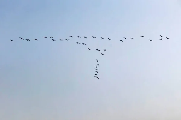Zugvögel Himmel — Stockvektor