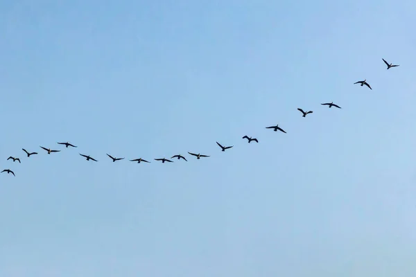 Aves Migratórias Céu — Vetor de Stock